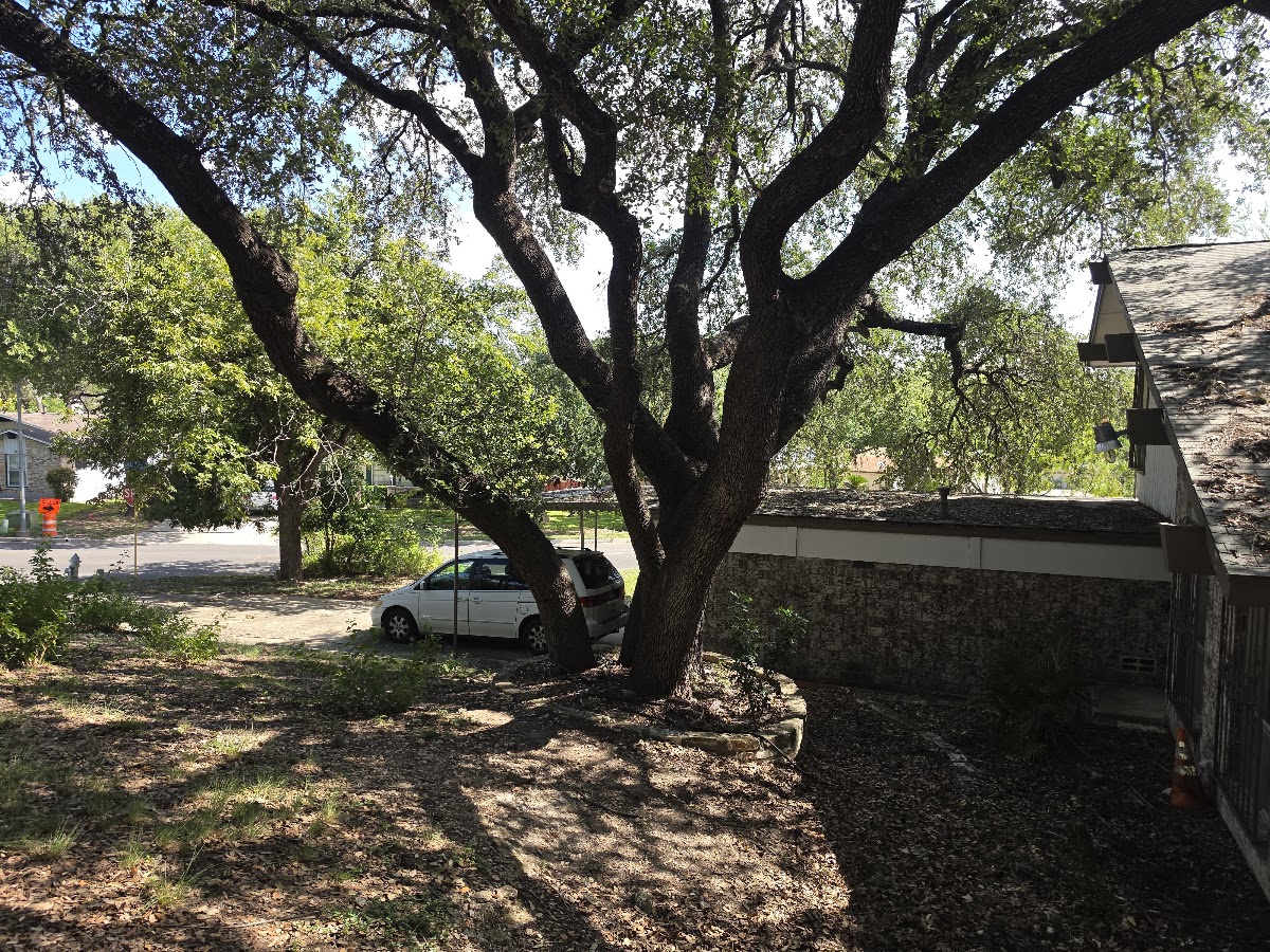 Mature Live Oak canopy with stone ring on Charlie Chan Dr